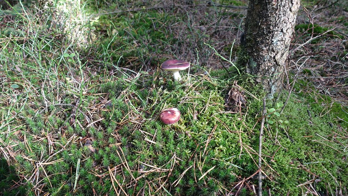 Buckel-Täubling