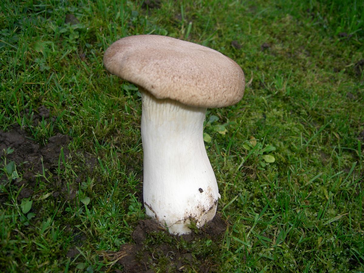 Kräuterseitling