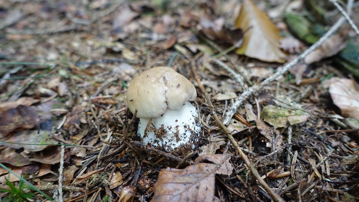 Weißer Steinpilz