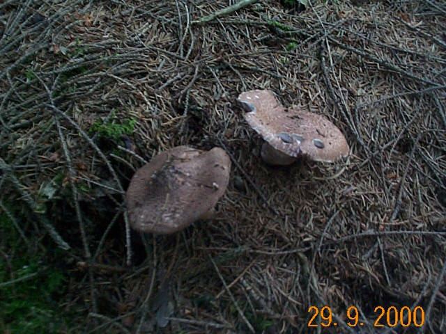 Waldegerling oder Waldchampignon