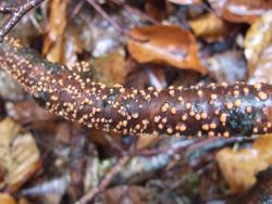 Zinnoberroter Pustelpilz