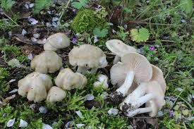 Entoloma saepium