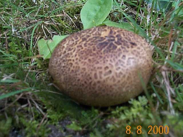 Kartoffelbovist