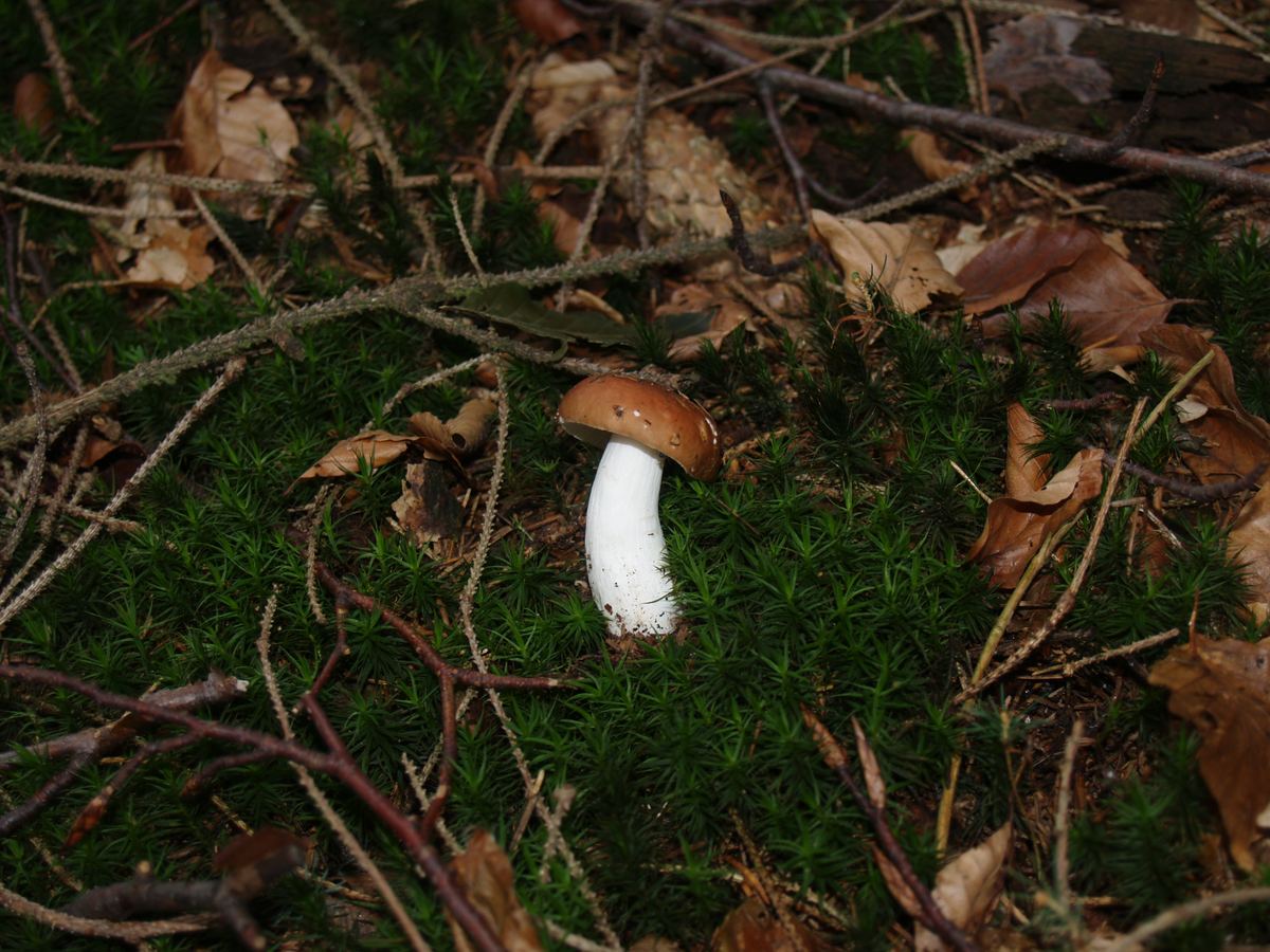 Brauner Ledertäubling