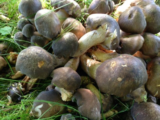 Frostrasling