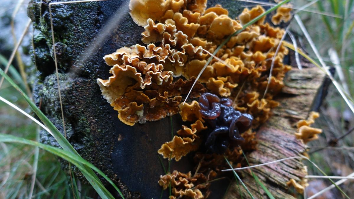 Striegeliger Schichtpilz