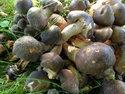 Frostrasling