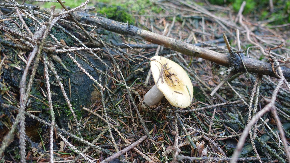 Ockertäubling