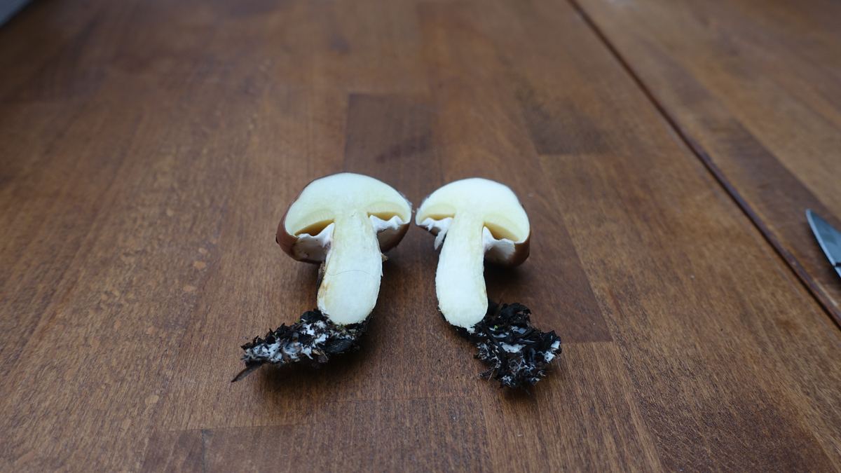Butterpilz