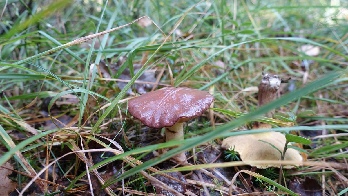 Körnchenröhrling