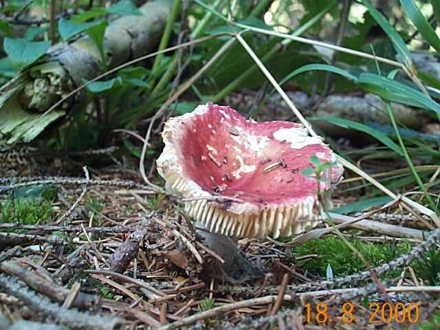Zinnobertäubling