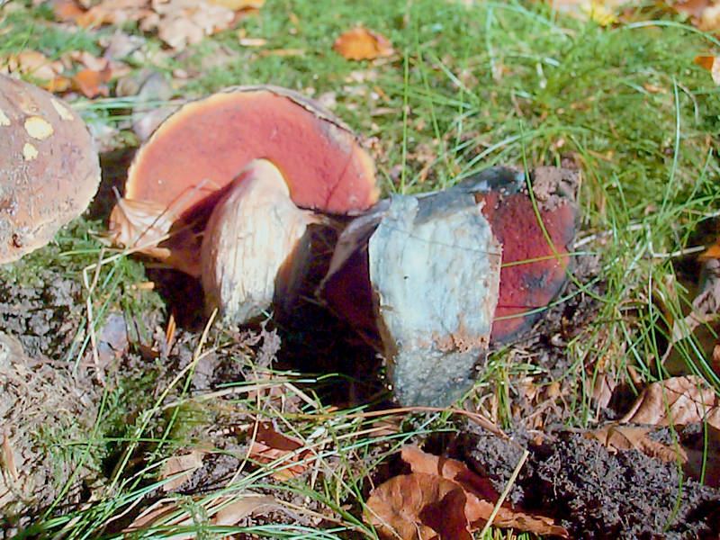 Flockenstieliger Hexenröhrling