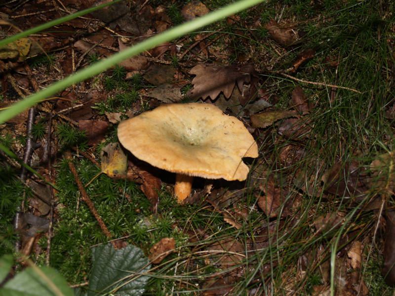 Fichtenreizker
