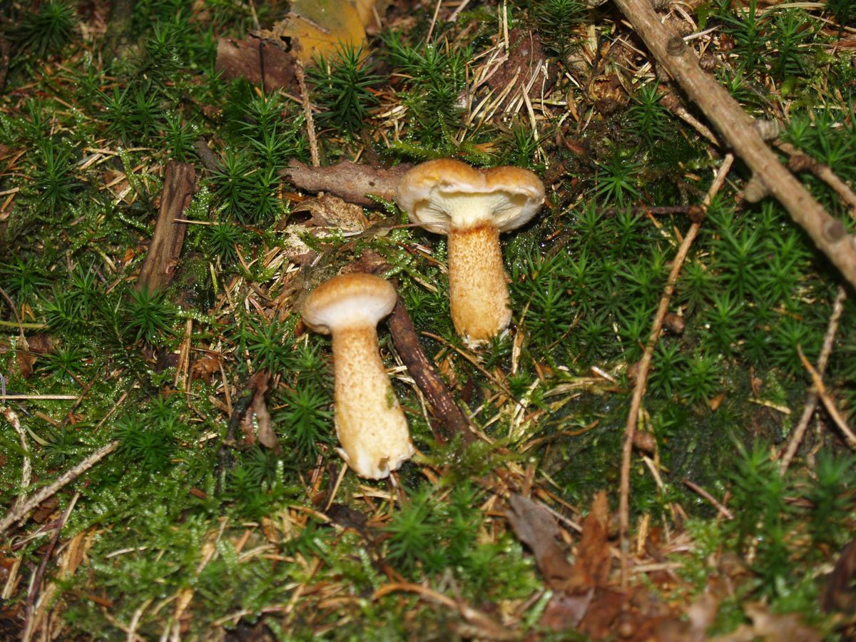 Hohlfußröhrling
