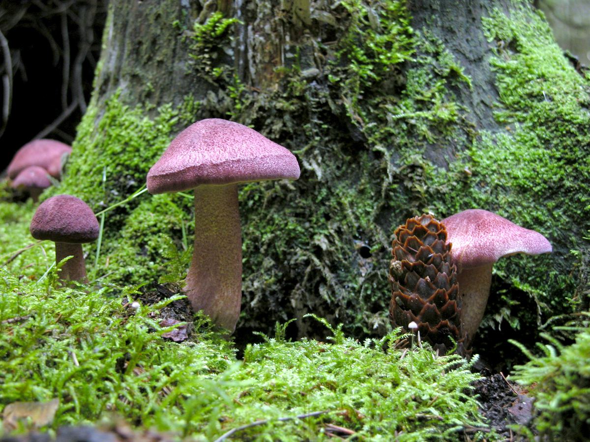 Rötlicher Holzritterling