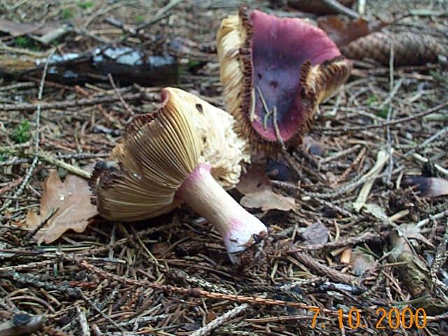 Zitronenblättriger Täubling
