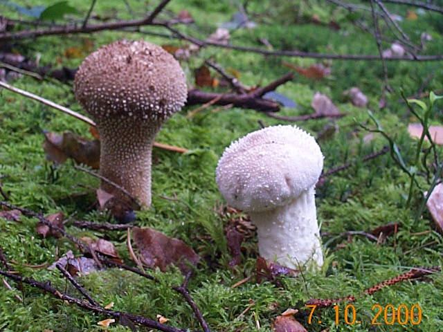 Flaschenstäubling