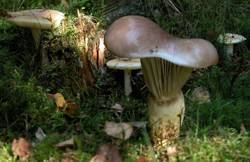Großer Gelbfuß / Kuhmaul / Großer Schmierling