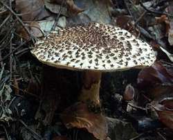 Igel-Schirmling