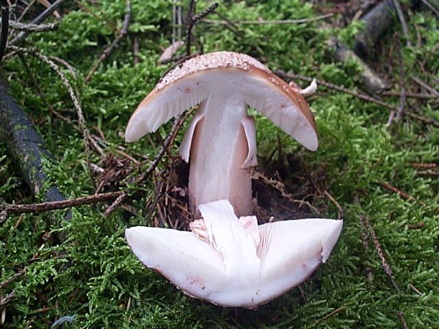 Perlpilz