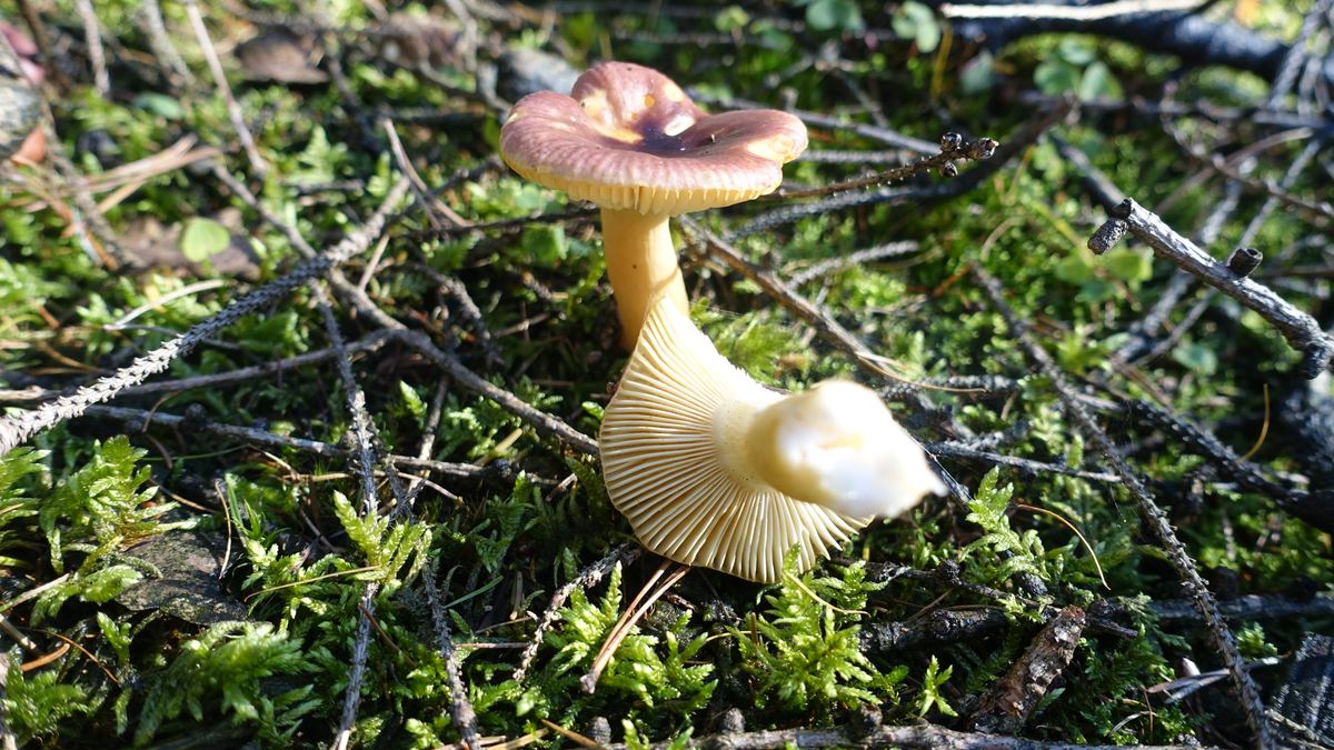 Scharfer Glanztäubling