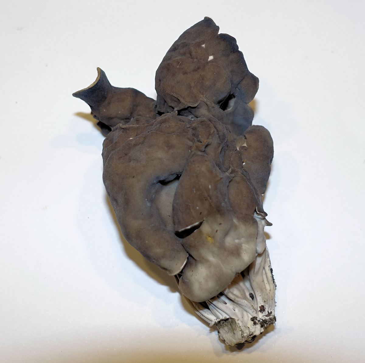 Gruben-Lorchel
