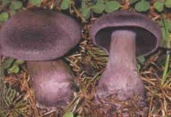 Violetter Schleierling