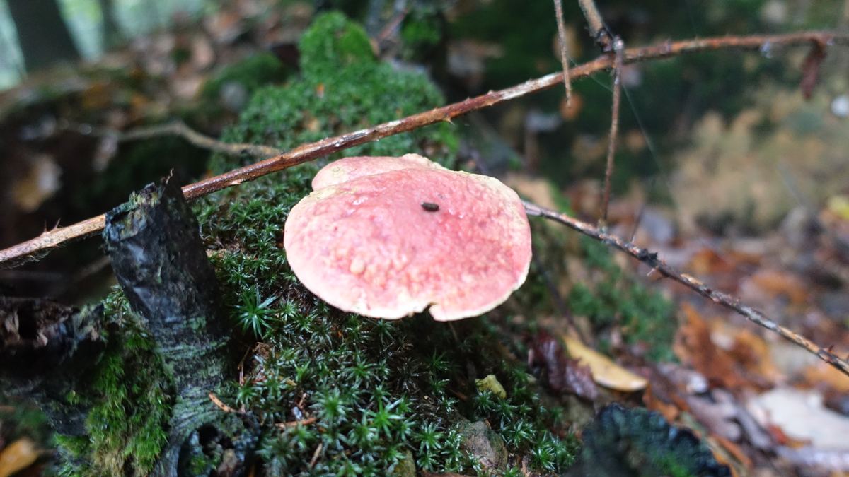 Blutroter Röhrling