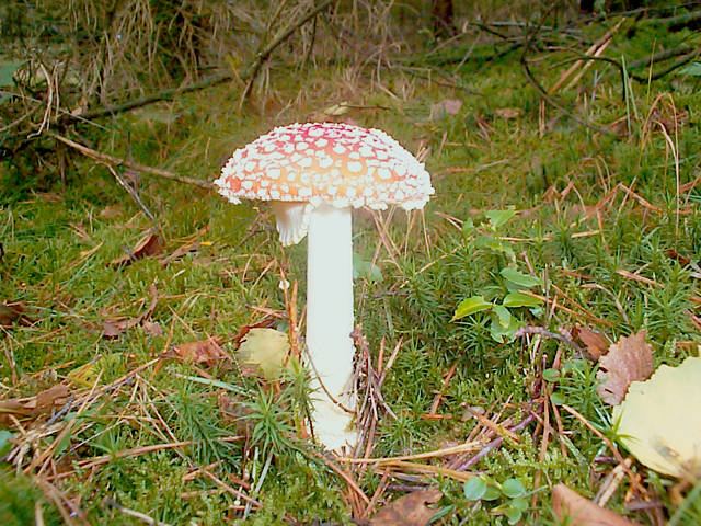 Fliegenpilz