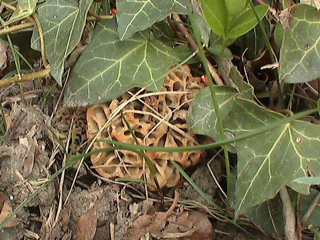 Pilze im Frühling