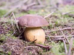 Kiefernsteinpilz