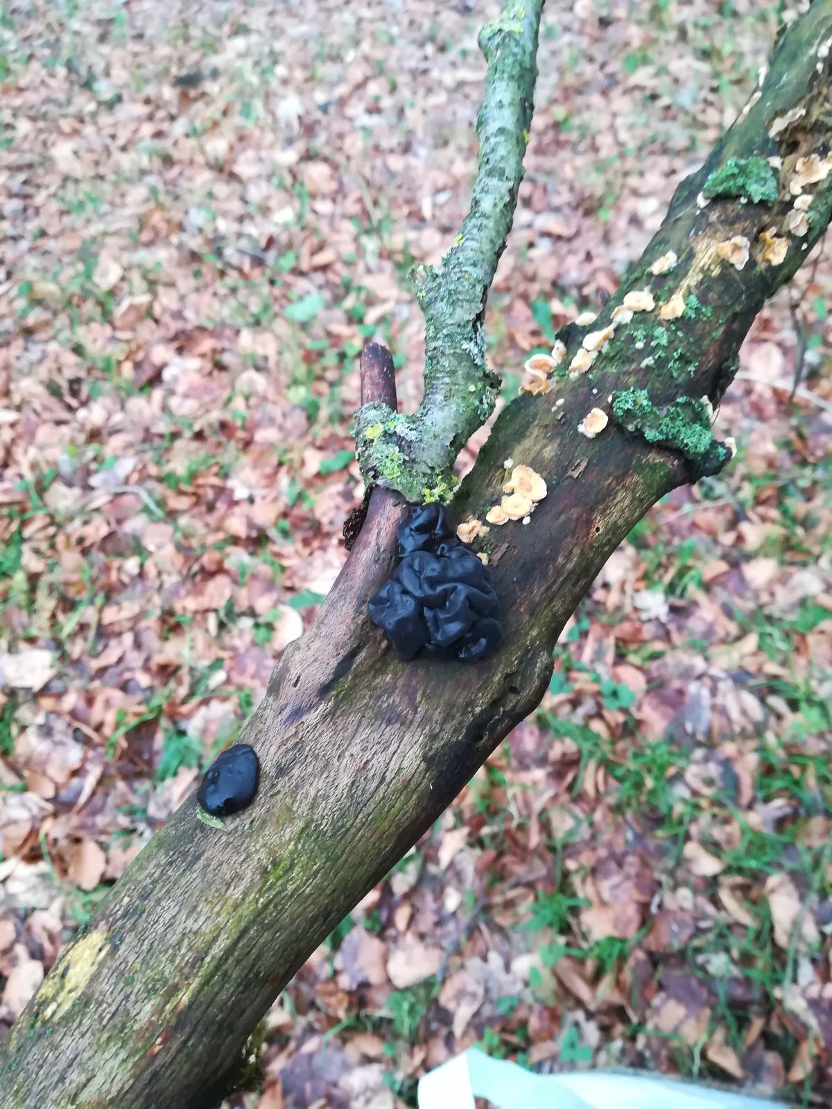 Warziger Drüsling