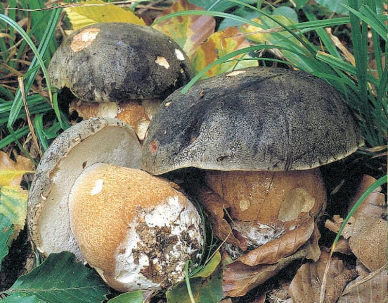 Bronze-Röhrling / Schwarzhütiger Steinpilz