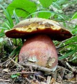 Flockenstieliger Hexenröhrling
