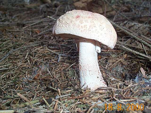 Perlpilz