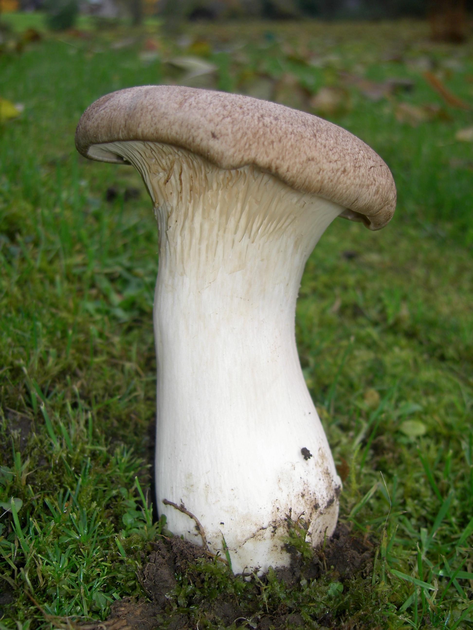 Kräuterseitling