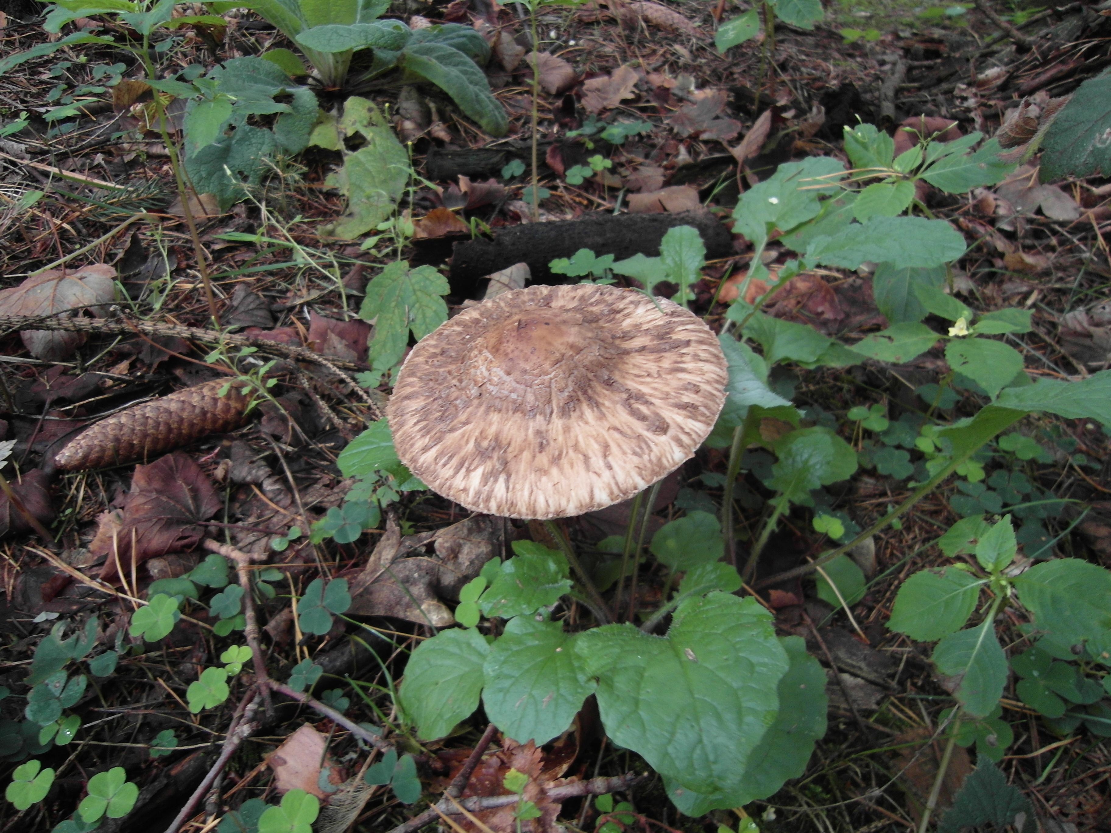Safranschirmling