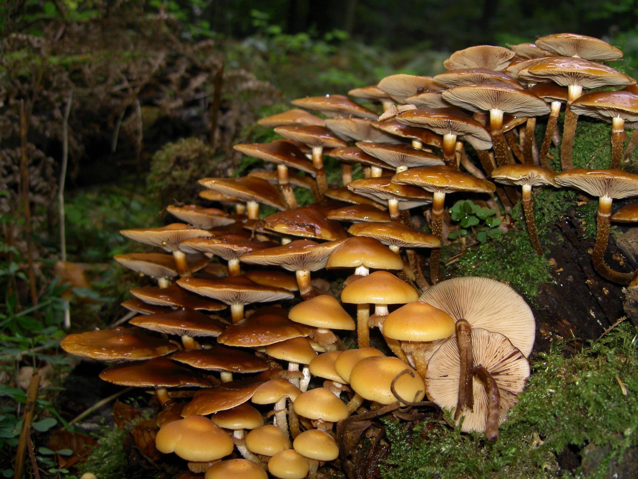 Stockschwämmchen