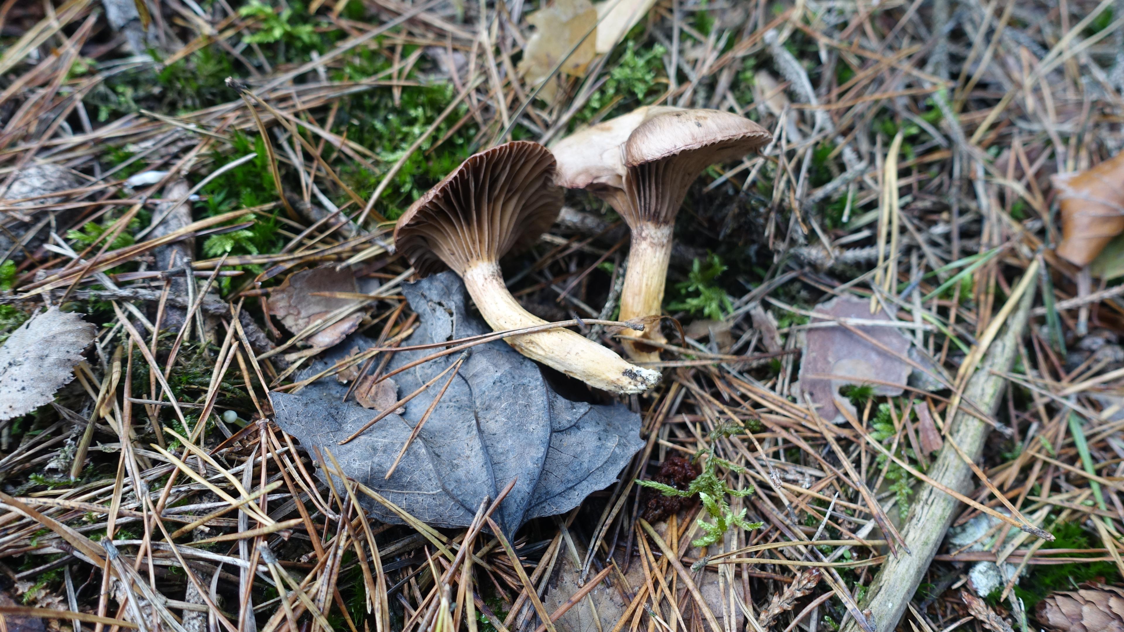 Kupferroter Gelbfuß 