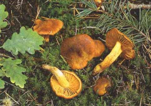 Orangenfuchsiger Raukopf