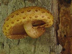 Goldfellschuepling