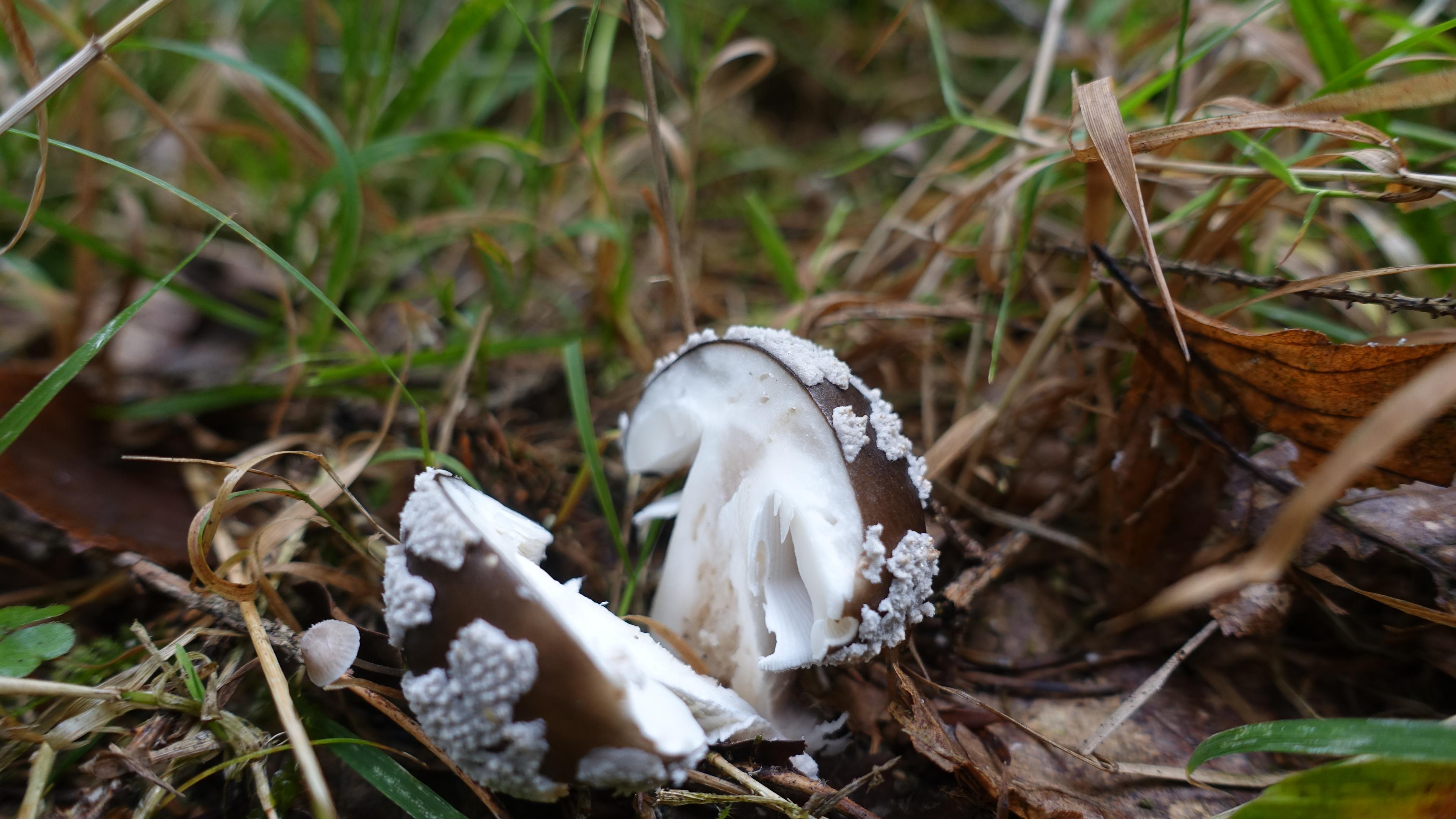 Grauer Wulstling