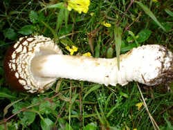 Königsfliegenpilz