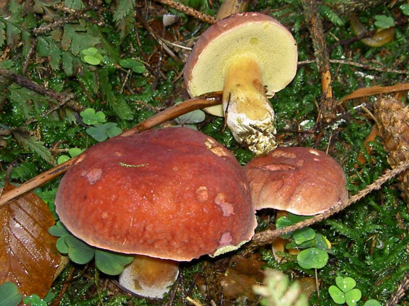 Blutroter Röhrling
