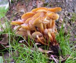 Samtfußrübling / Winterrübling