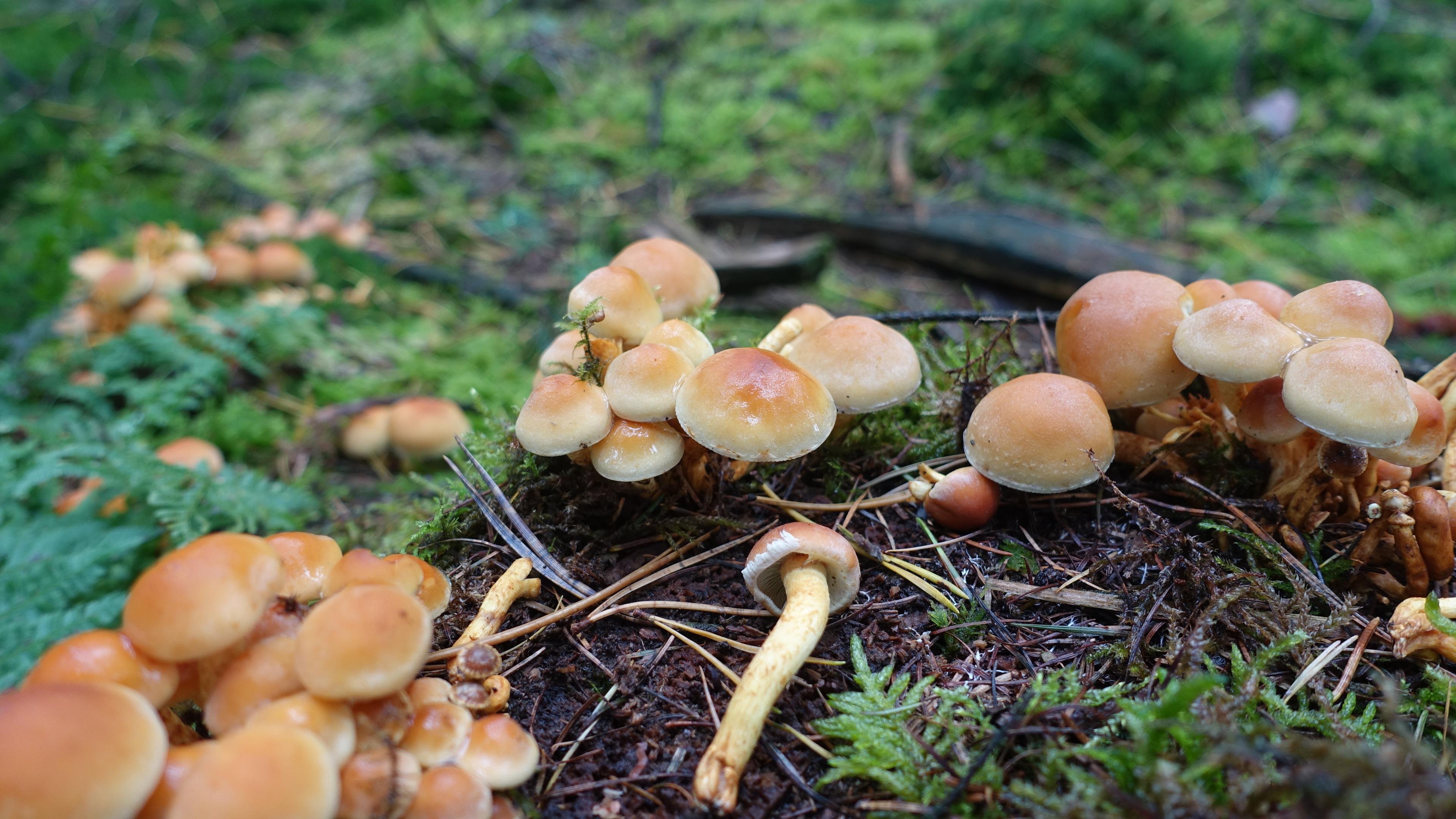 Grünblättriger Schwefelkopf