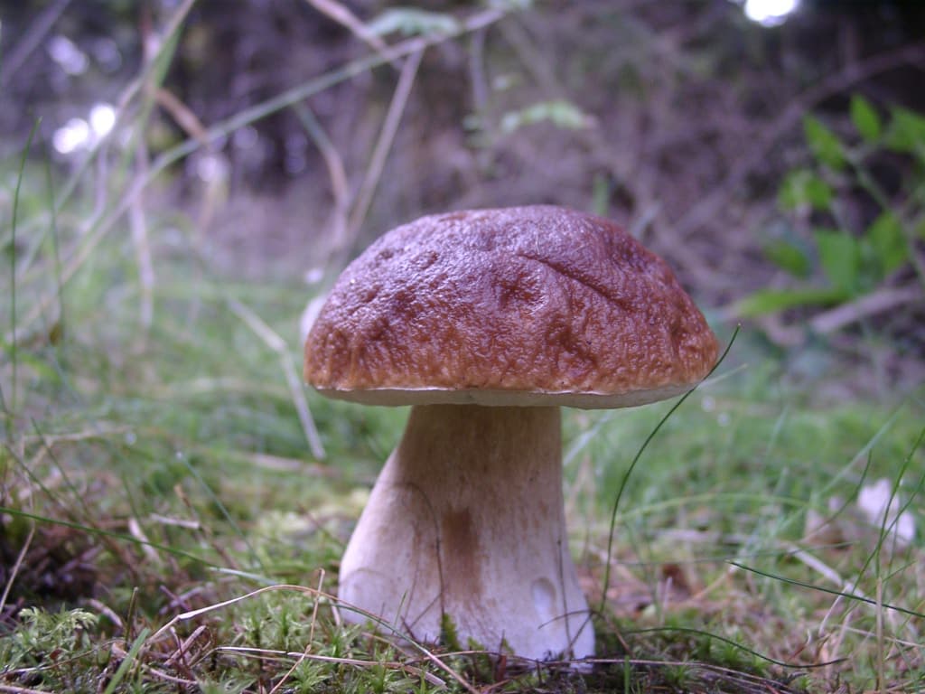 Kiefernsteinpilz