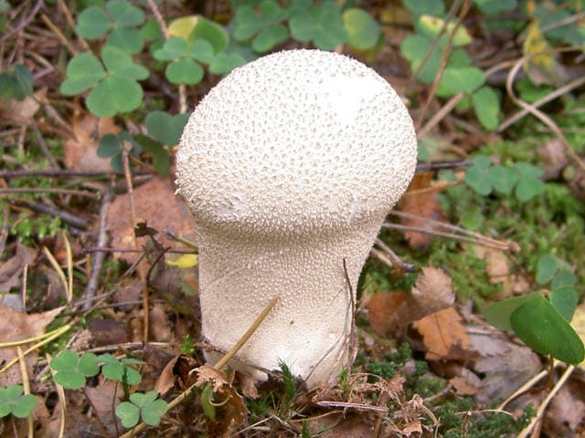 Flaschenstäubling
