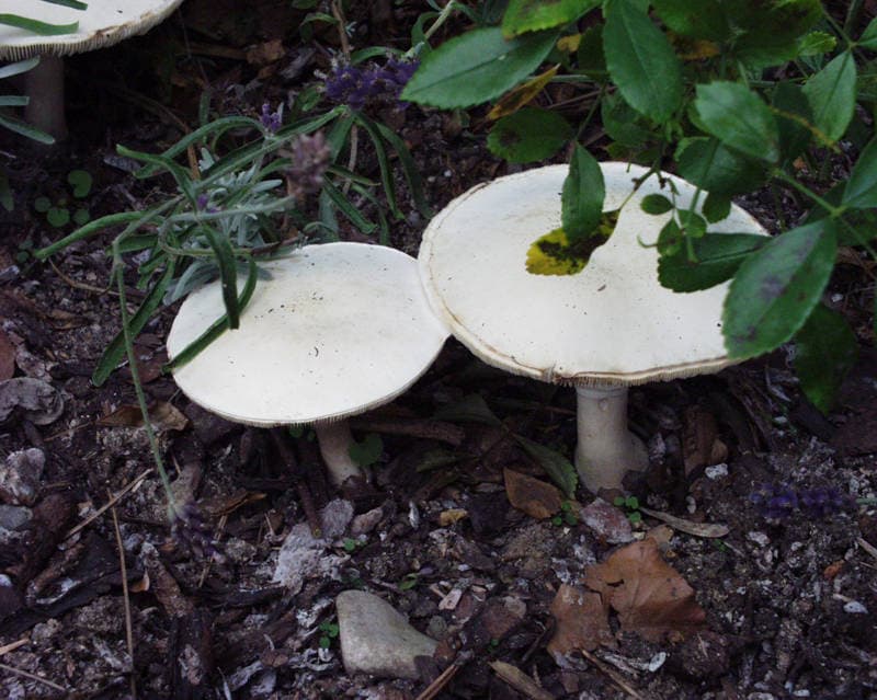 Rosablätriger Egerlingsschirmling