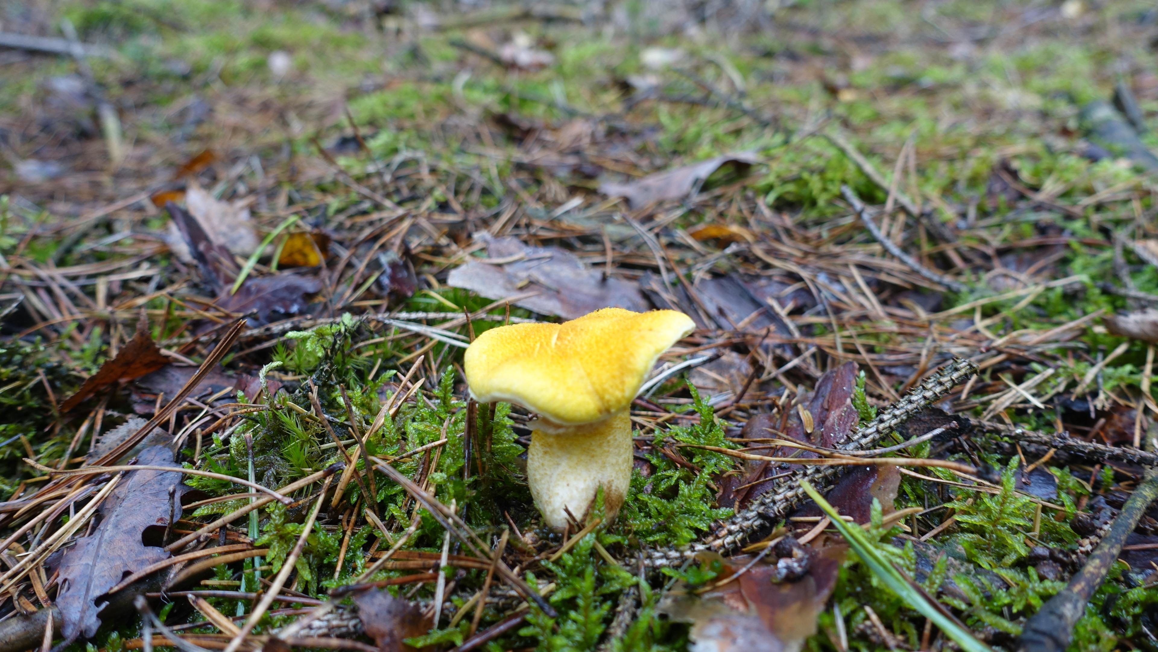 Gelber Hohlfußröhrling
